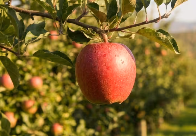 Greenhouse with tomatoes
